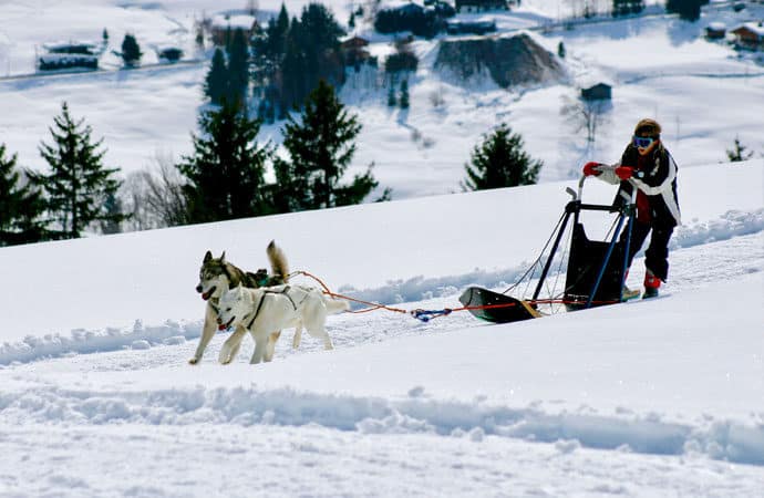 Activité chien de traineau classe de neige