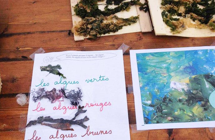 Atelier algues classe de mer