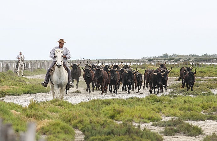 camargue chevaux faune Languedoc