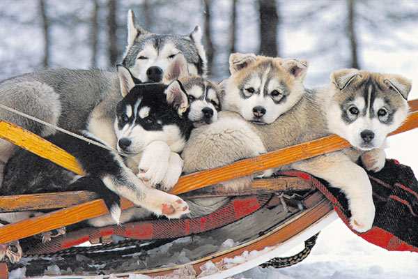 Trappeurs Parc des volcans