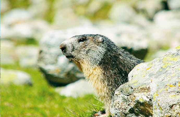 Marmotte montagne Haute-Savoie