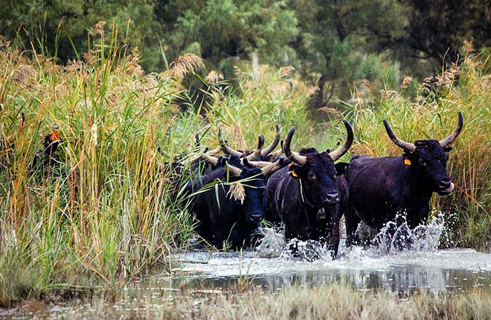 taureaux-camargue marais faune sauvage