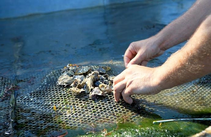 ostréiculture huitre mains