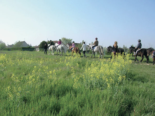 Promenade équitation dans un champs