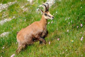 Chamois dans les Vosges