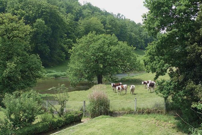 Vaches dans un pré au bord de l'eau