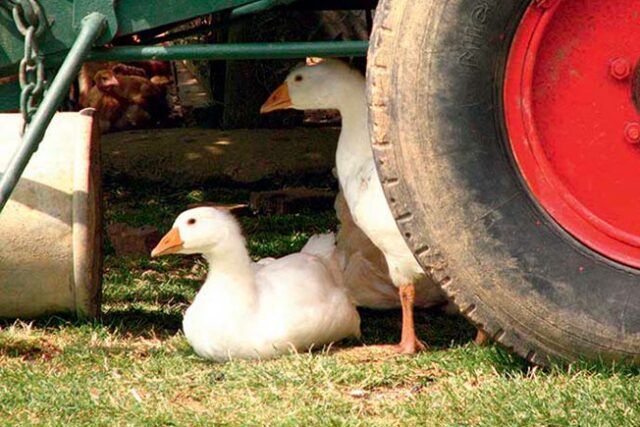 Oies à côté d'une roue de tracteur