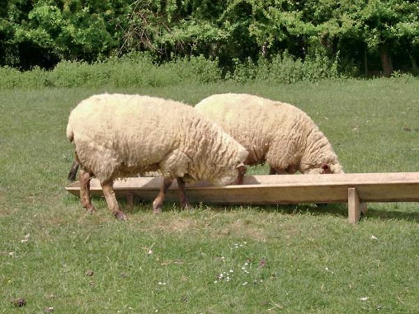 moutons de ferme qui s'abreuvent dans un champs