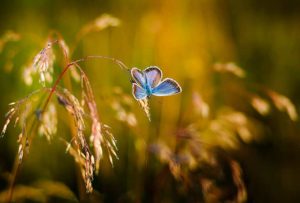 Papillon herbe lumière du soleil