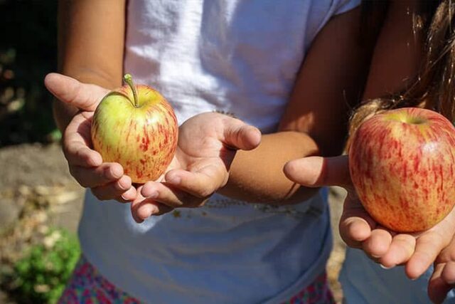 mains d'enfants ui tiennent des pommes normandes