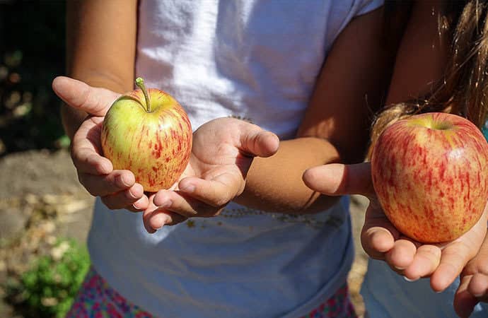 Enfants qui tiennent des pommes du verger dans leurs mains