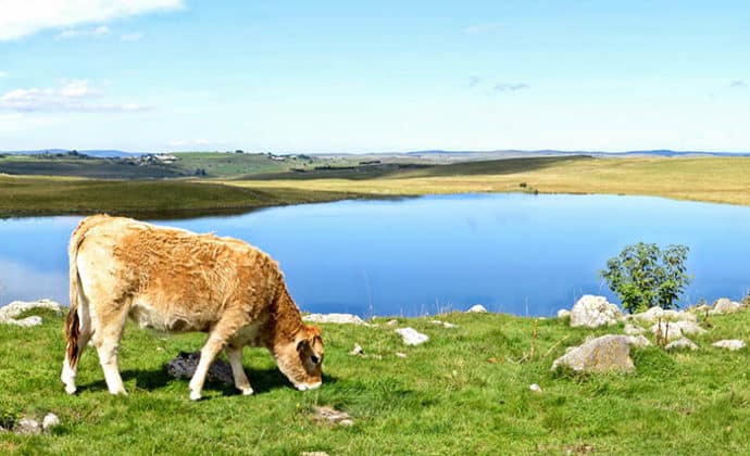 vache aubrac paysage nature lac
