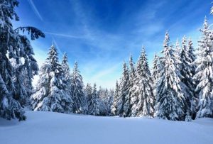 Sapins enneigés dans les Vosges