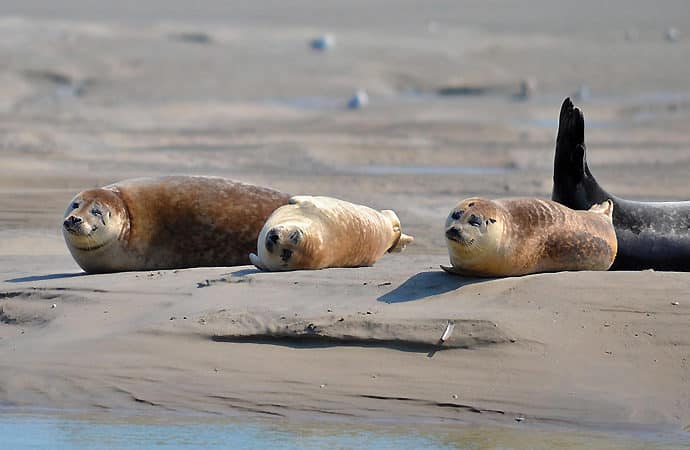 Phoques en baie de Somme