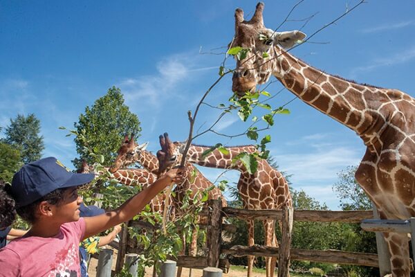 sortie scolaire enfants en découverte faune sauvage beauval zoo