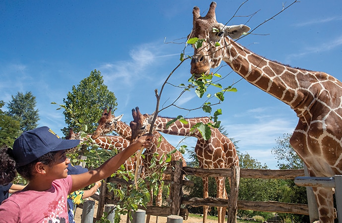 faune sauvage beauval zoo enfants