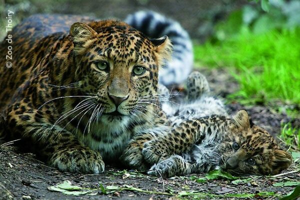 zoo faune sauvage africaine