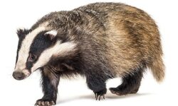 blaireau faune sauvage nature