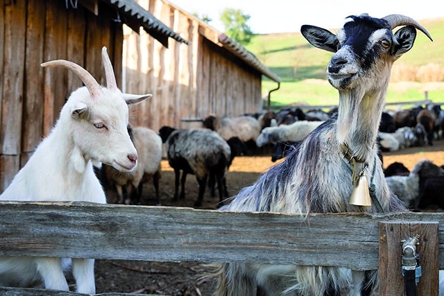 Chèvres dans une chèvrerie en Bourgogne