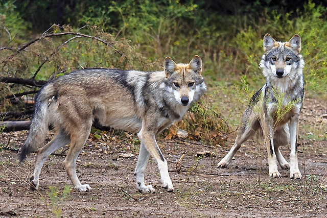 loups faune sauvage nature aveyron