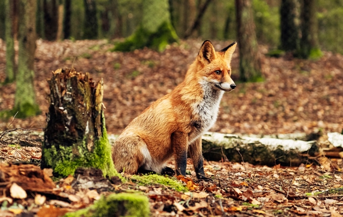 Renard faune sauvage dans la forêt en automne