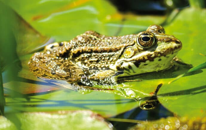 Grenouille sur des feuilles dans une mare eau et biodiversité