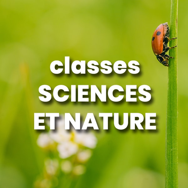 coccinelle dans jardin naturel et écologique