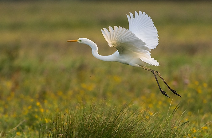 Aigrette en vol au parc du Marquenterre