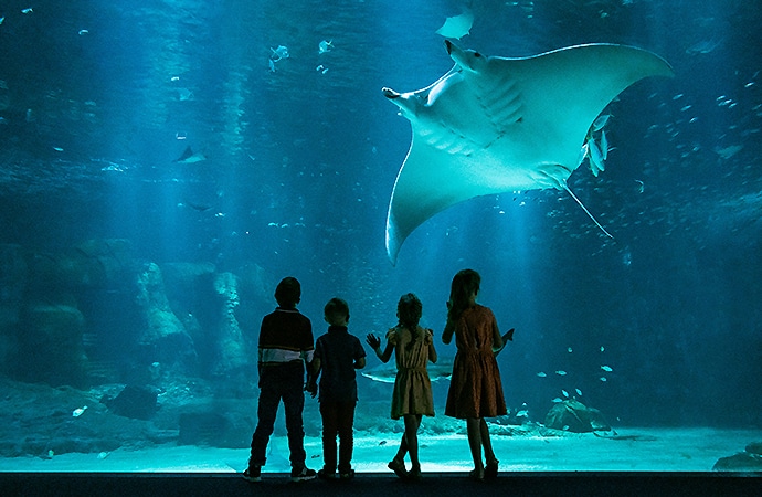 Enfants observant une raie Manta à l'aquarium de Boulogne sur Mer