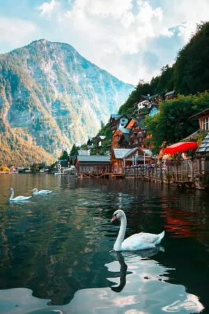 autriche-lac-alpin-cygnes Cygnes sur un lac alpin en Autriche