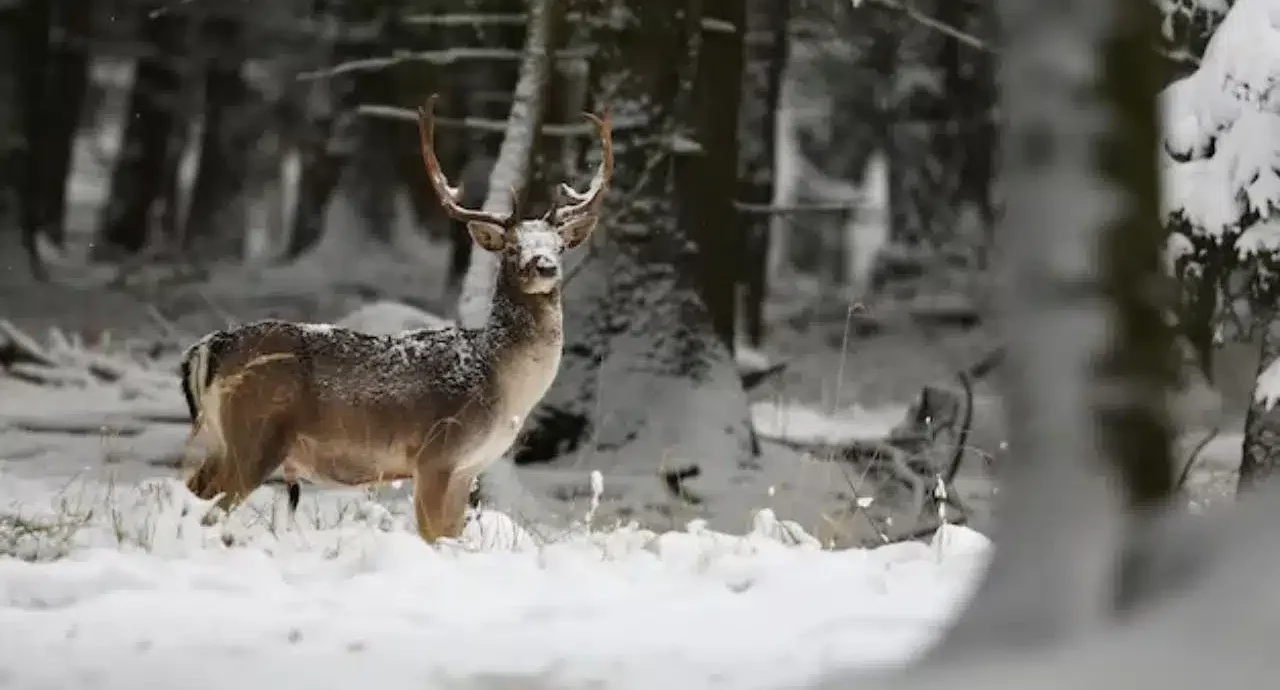 cerf dans la nature en hiver faune sauvage