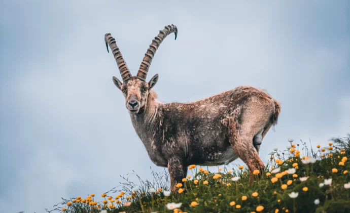 bouquetin en montagne