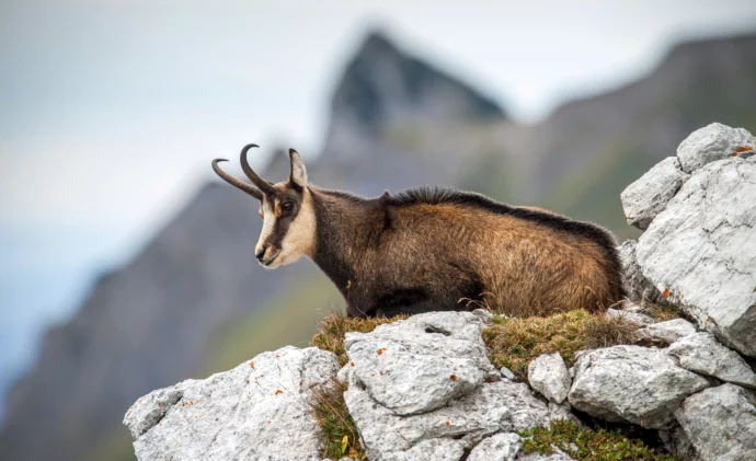 chamois sur rochers en montagne
