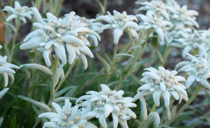 Edelweiss observation de la flore en classes montagne