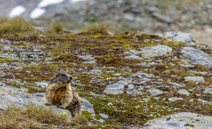 observation d'une marmotte en classes montagne