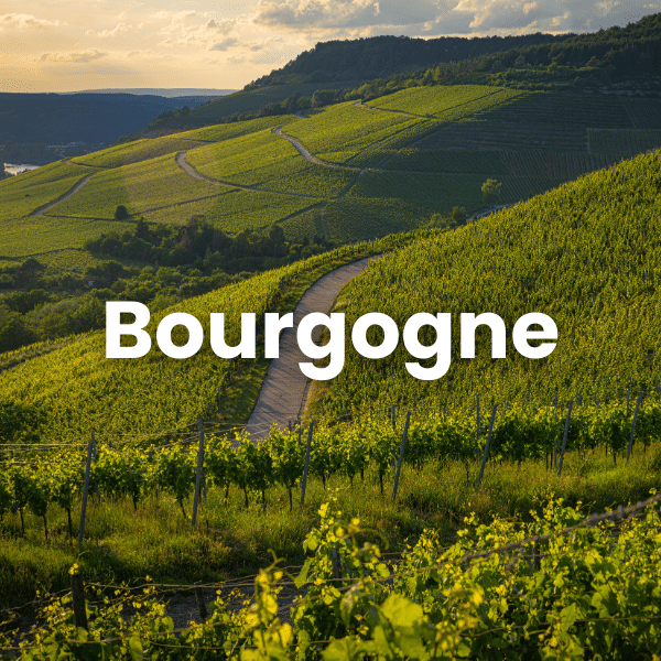 Paysage vignoble en bourgogne