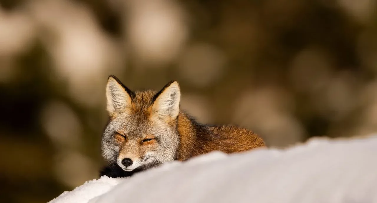 renard en hiver faune sauvage
