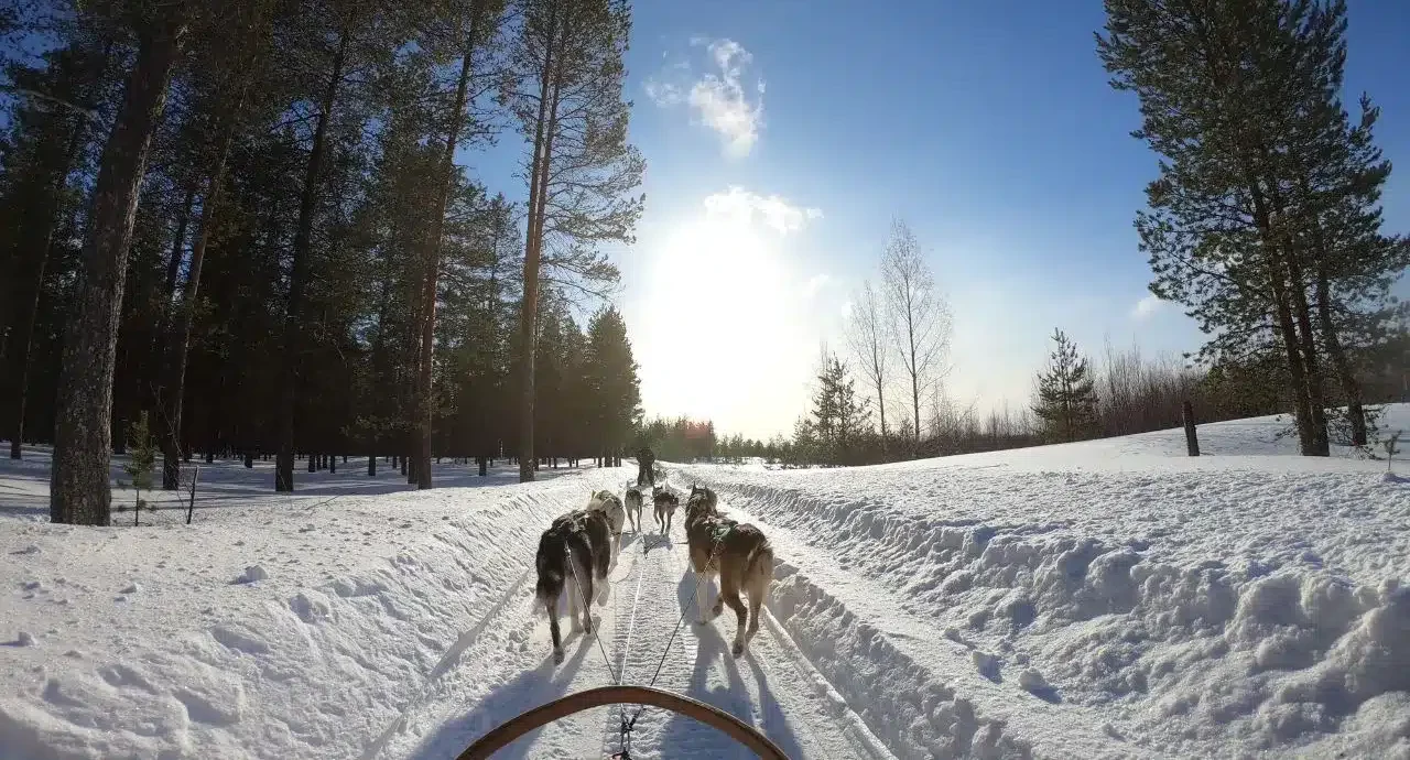 chien et trappeur vue depuis le traîneau