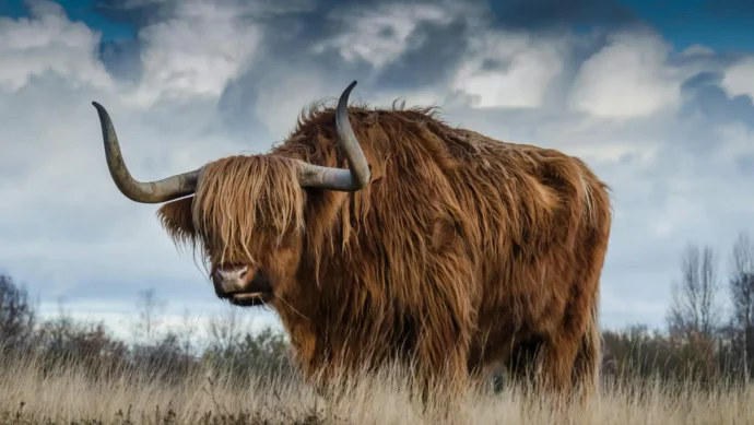 vache ecossaise dans la nature