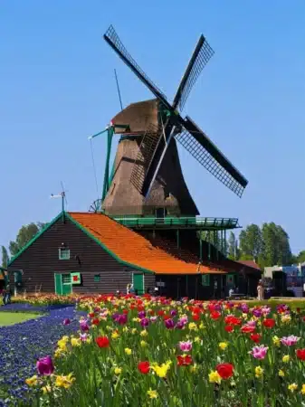 moulin à vent aux pays-bas et son champ de tulipes en voyages scolaires