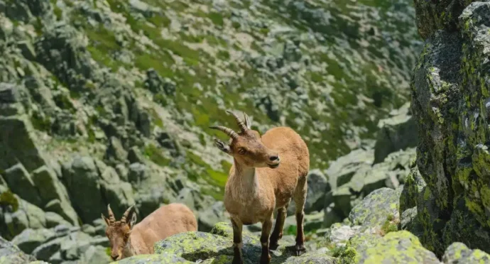 bouquetins sur les rochers en montagne