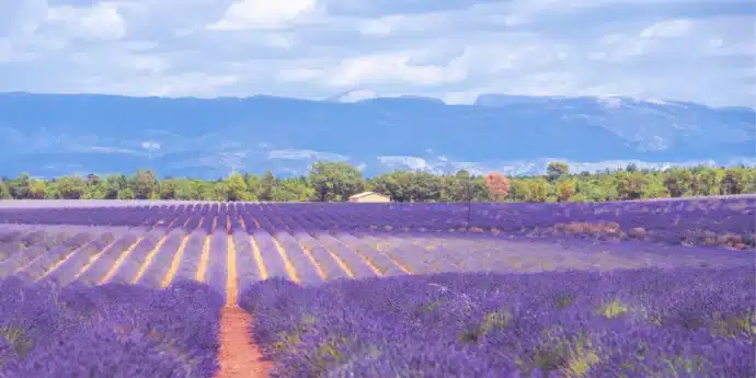 champ de lavande avec montagnes en arrière plan en PACA