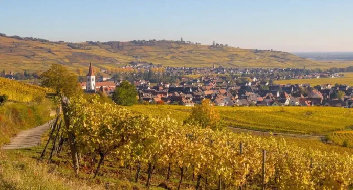 champ de vignes en alsace et son village
