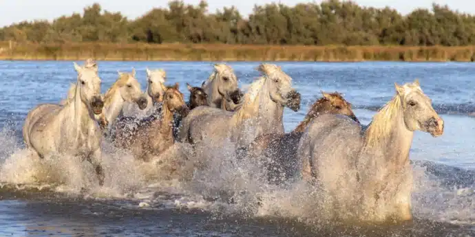 chevaux blancs qui courent dans un étang en Camargue