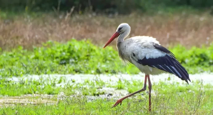 cigogne dans un champ en alsace grand est