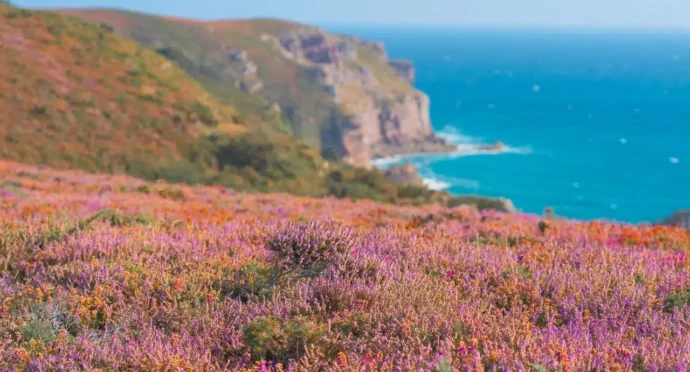 falaise bretonnes fleuries avec mer en arrière plan