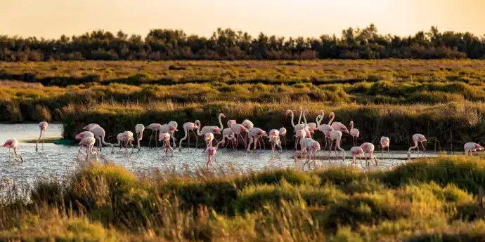 flamants roses au coucher de soleil en camargue