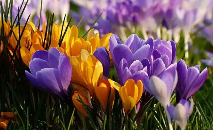 fleurs fleuries dans la nature biodiversité