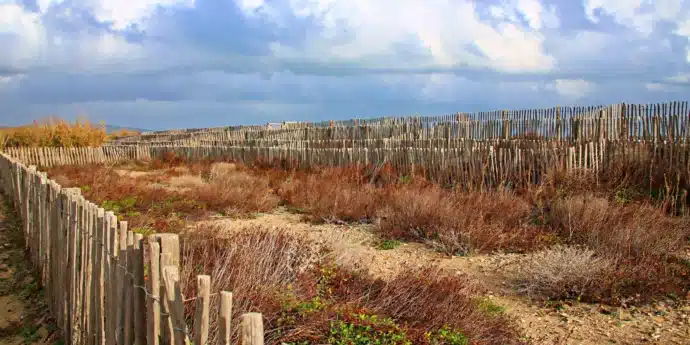 Garrigue végétation caractéristique de Méditerranée