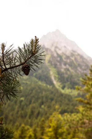 branche de sapin et pomme de pin avec montagne